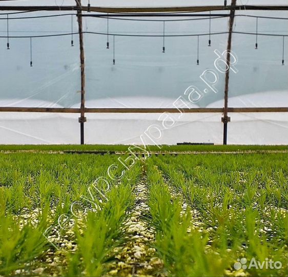 Сеянцы сосны ели зкс окс лиственница кедр голубая