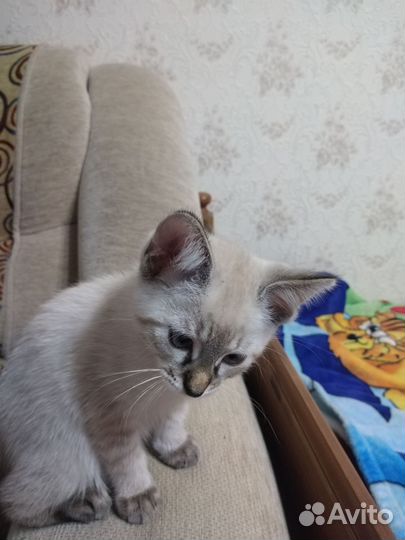 Кошка в дар бесплатно