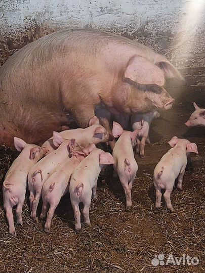 Поросенок Краснодарский ландрас