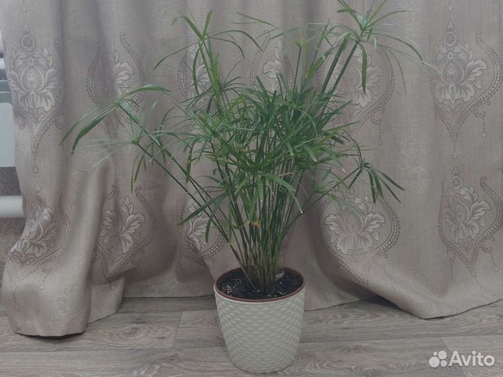 Комнатные цветы