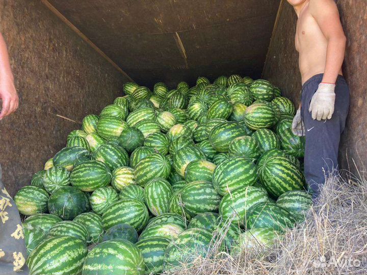 Арбузы суходол