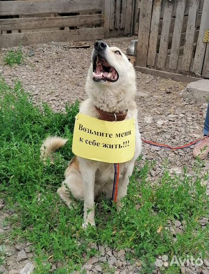 Собака в добрые руки