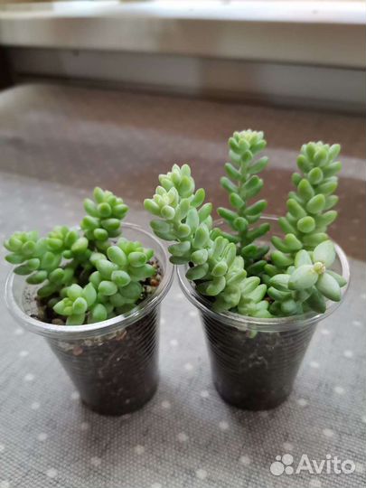 Суккуленты почтой часть 4 из 9