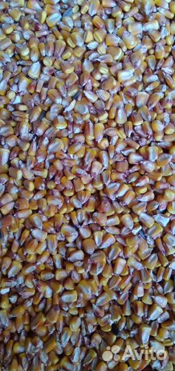 Кукуруза зерносмесь пшено корм для голубей