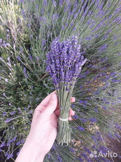 Лаванда сухая