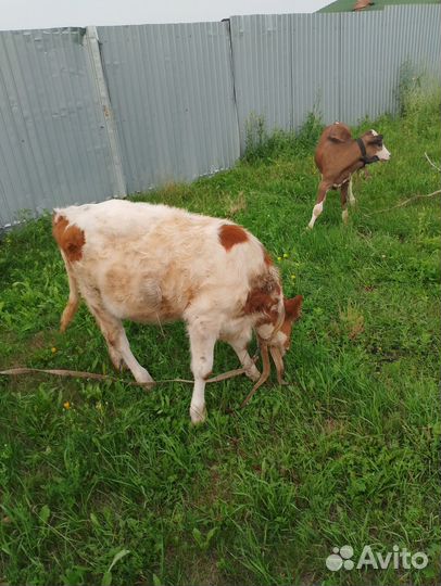 Телята телочки