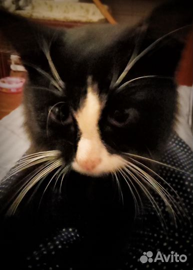 Красавец Арман