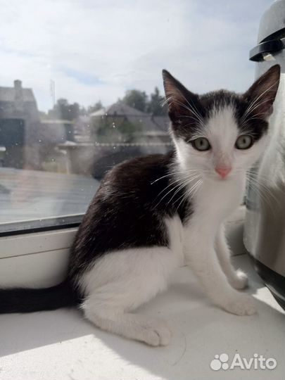 Котенок в добрые руки