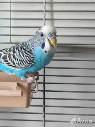 Волнистый попугай