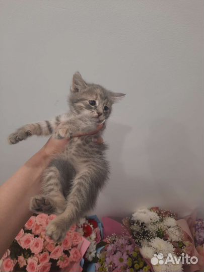 Кошки в добрые руки