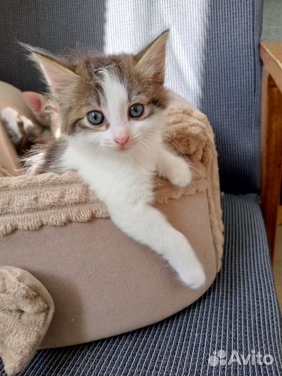 Милые, весёлые котята ищут хороших хозяев