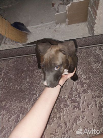 Щенок в добрые руки