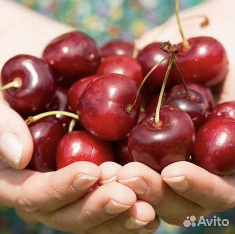 Черевишня. Саженцы опт розница купить в Красногвардейском | Товары для ...