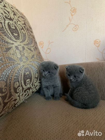 Британская