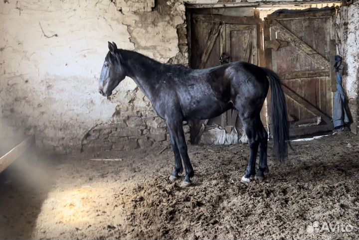 Элитный Жеребчик