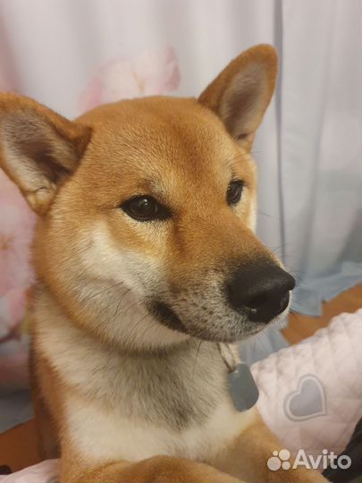 Кобель Сиба ину, ищет подружку для вязки, здоровья