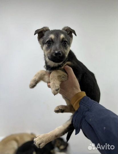 Щенок в добрые руки