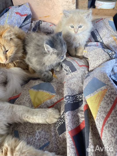 Кошки в добрые руки бесплатно