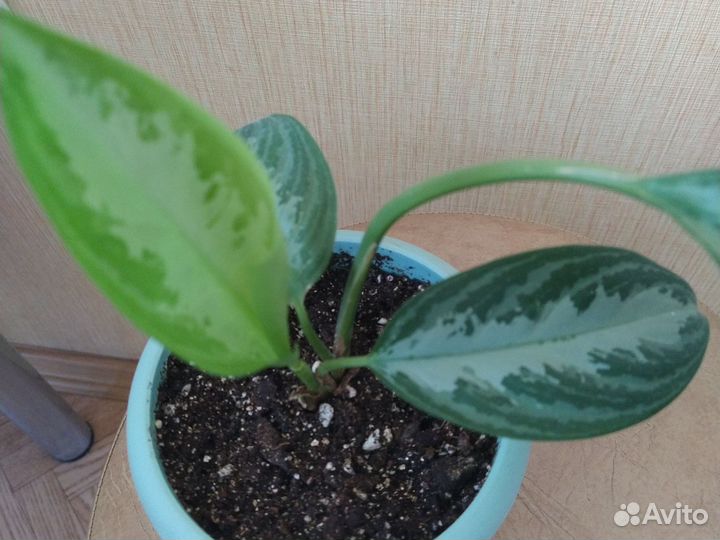 Аглаонема Сильвер бэй