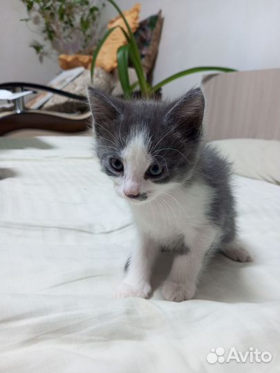 Продаются котята