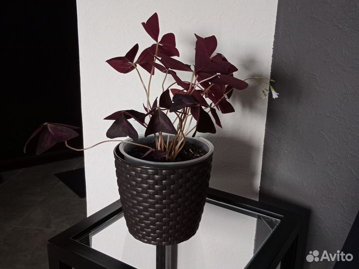 Комнатный цветок Оксалис