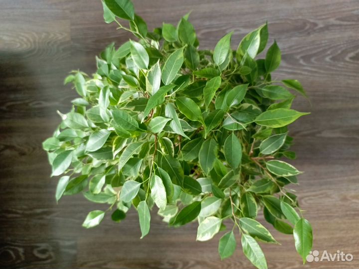 Фикус бенджамина Кинки