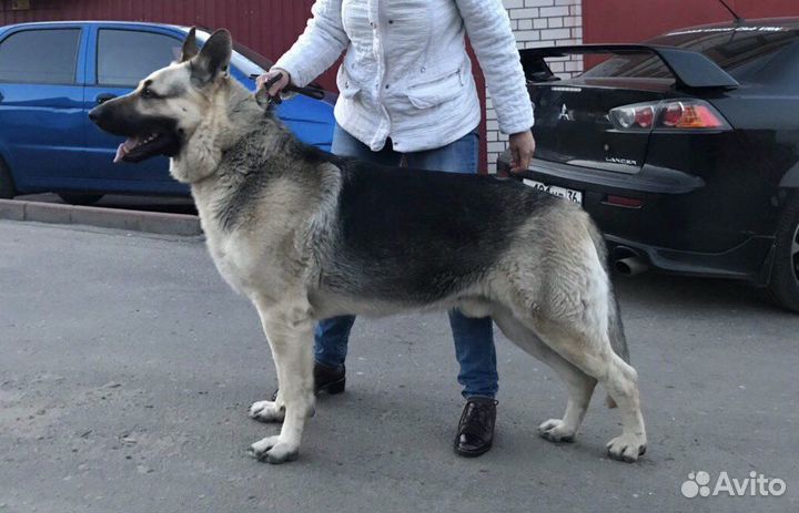 Восточноевропейская овчарка