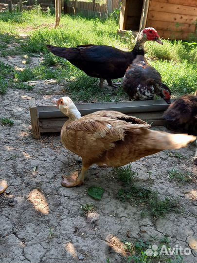 Утята индоутки