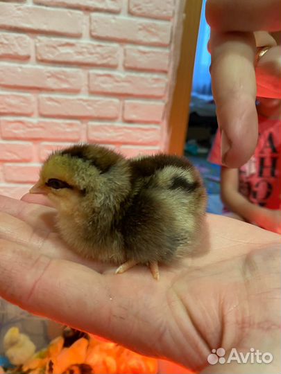 Цыплята несушки