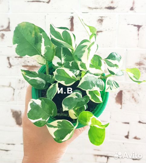 Эпипремнум н джой