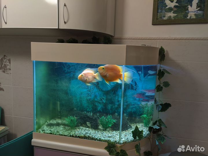 Продается аквариум с рыбками
