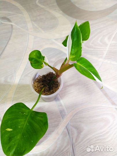 Филодендрон