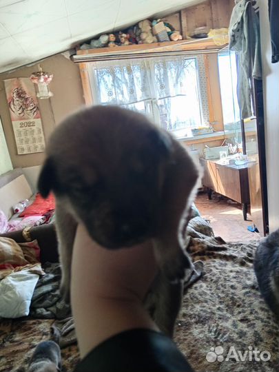 Щенки в добрые и заботливые руки