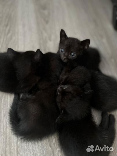 Бомбейские котята