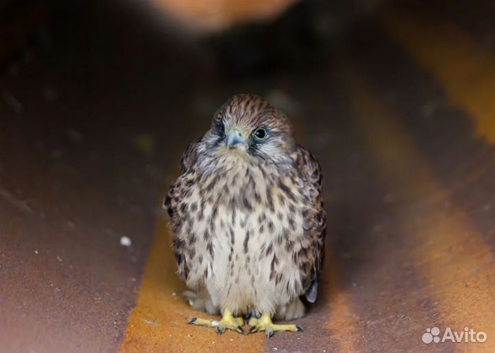 Выкорм птенцов