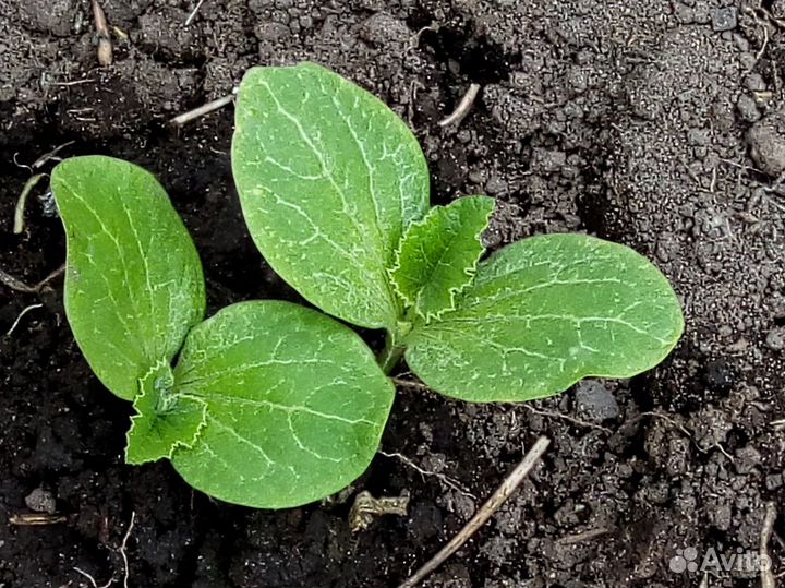 Помидоры рассада