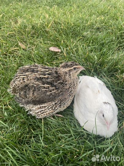 Перепела фараон и техасский белый