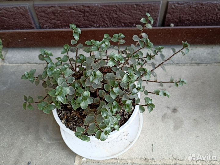 Комнатные цветы