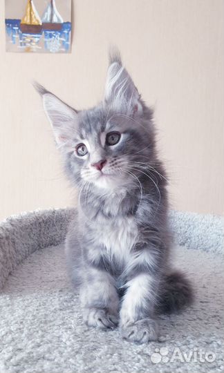 Котята мейн-кун