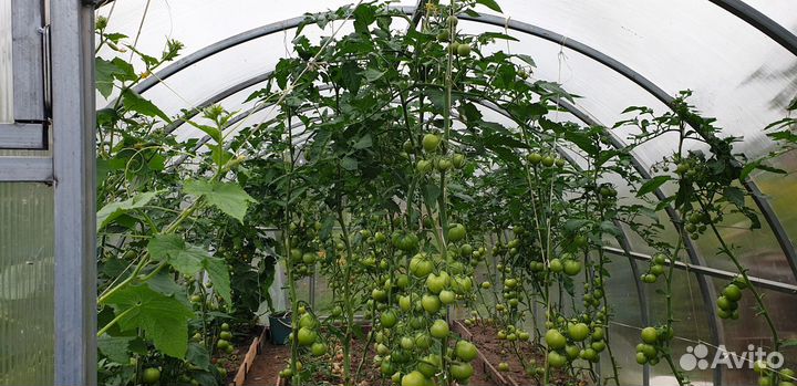 Теплица эконом 20х20 шаг 0.65см 6 метров