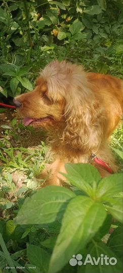 Кокер спаниель