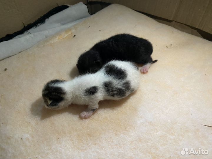 Котята в добрые руки бесплатно
