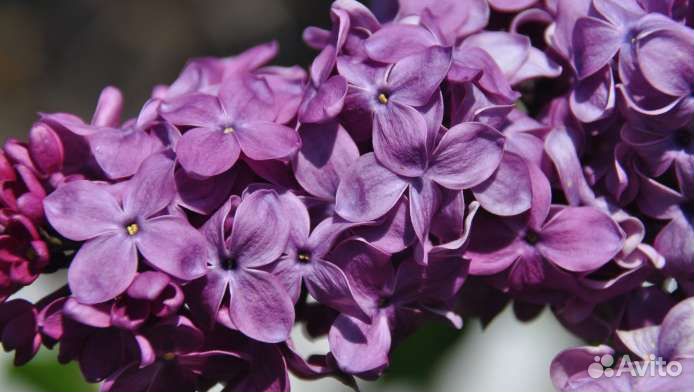 Сирень белая махровая и фиолетовая