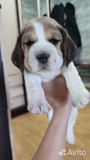 Щенки бигль