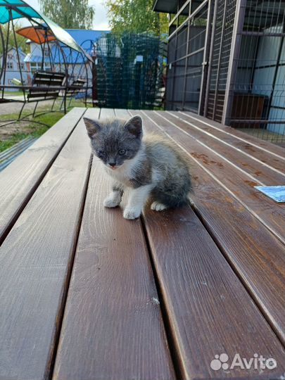 Котята в добрые руки бесплатно