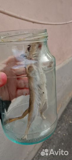 Песчанка