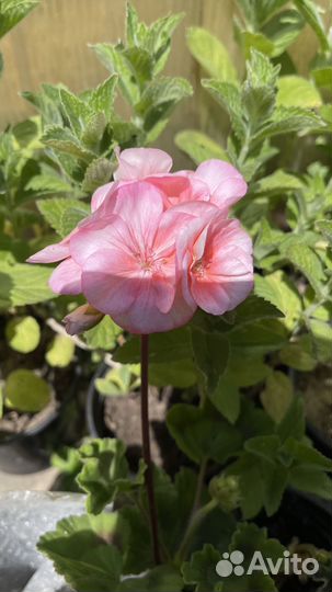 Герань пеларгония уличная и домашняя