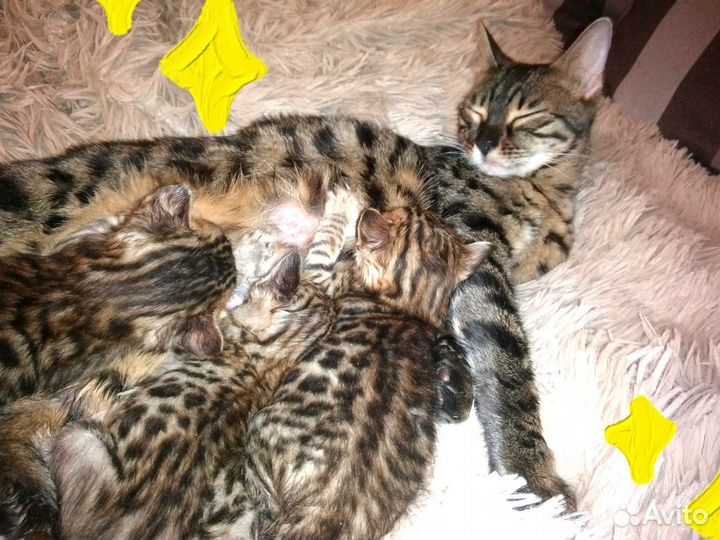 Бенгальские котята