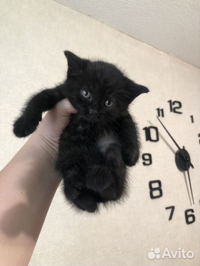 Котята девочки 1,5 месяца в добрые руки