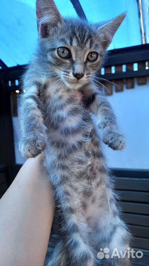 Отдам котёнка мальчика